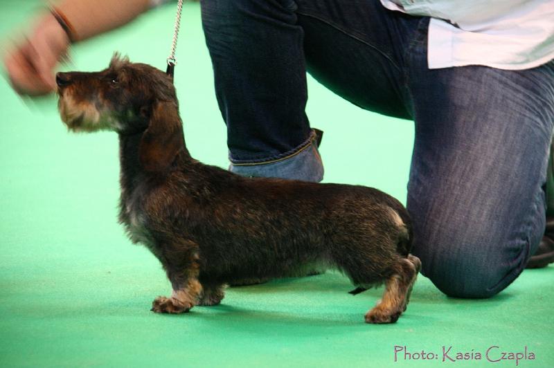 Crufts2011_2 1259.jpg